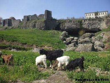 fiskaya-diyarbakir-fot.nejat_satici.jpg